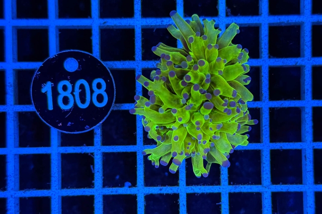 Euphyllia paradivisa - 1808_20