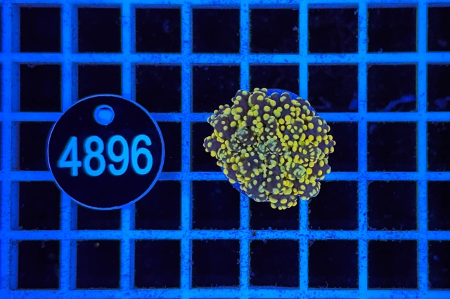 Euphyllia paradivisa