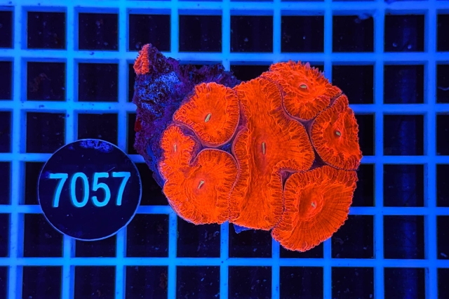 Blastomussa wellsi - 7057_20