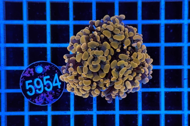 Euphyllia paraancora