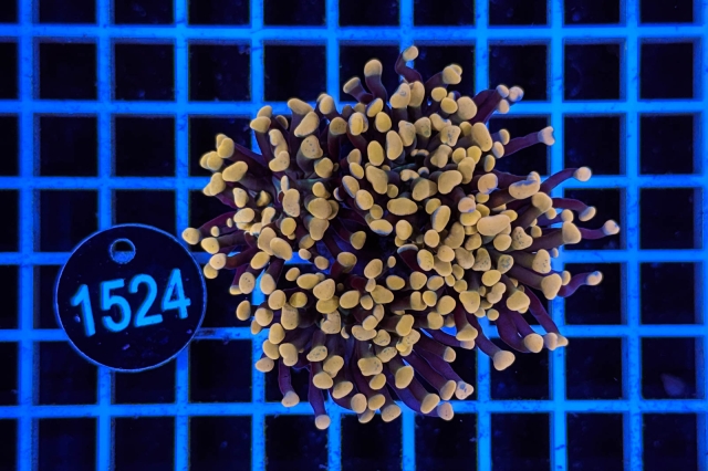 Euphyllia paraancora - 1524_20