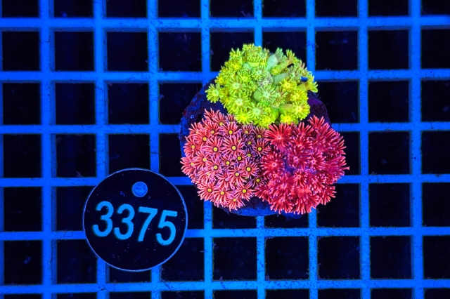 Goniopora Garden - 3375_20