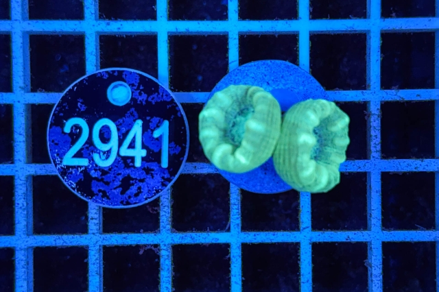 Caulastrea - 2941_20