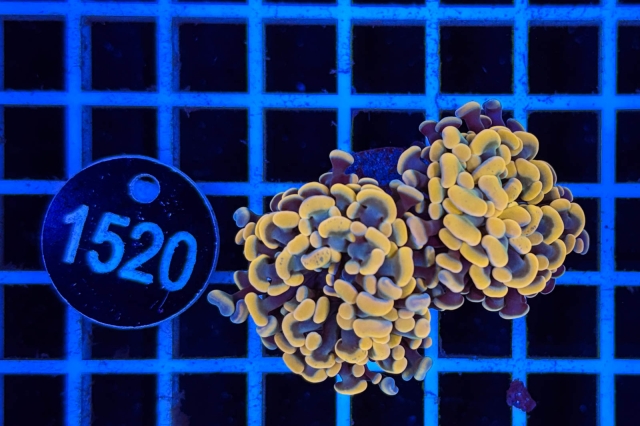 Euphyllia paraancora - 1520_20