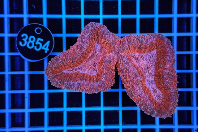 Lobophyllia - 3854_20