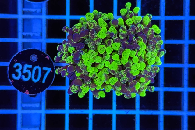 Euphyllia paraancora - 3507_20