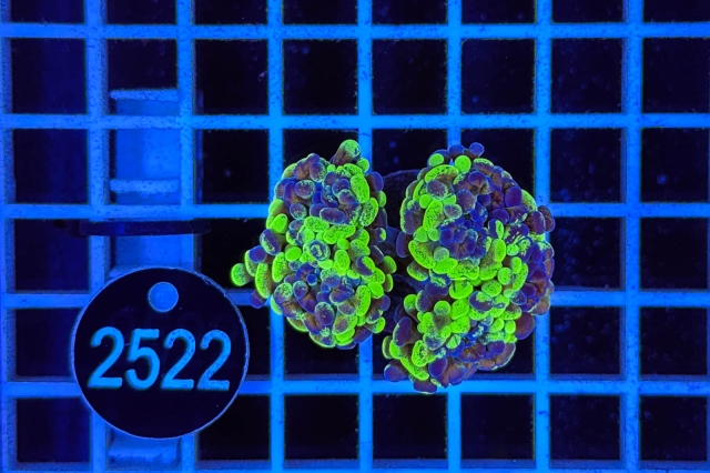 Euphyllia paraancora