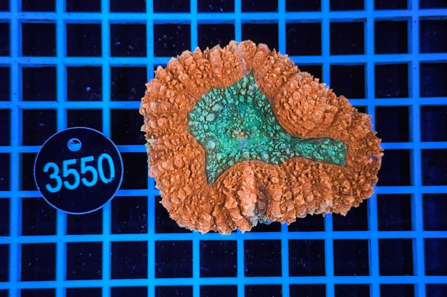 Lobophyllia - 3550_20