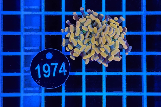 Euphyllia paraancora