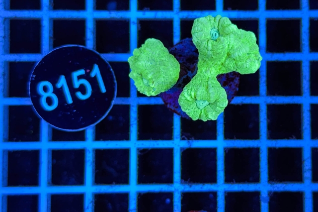 Caulastrea - 8151_20