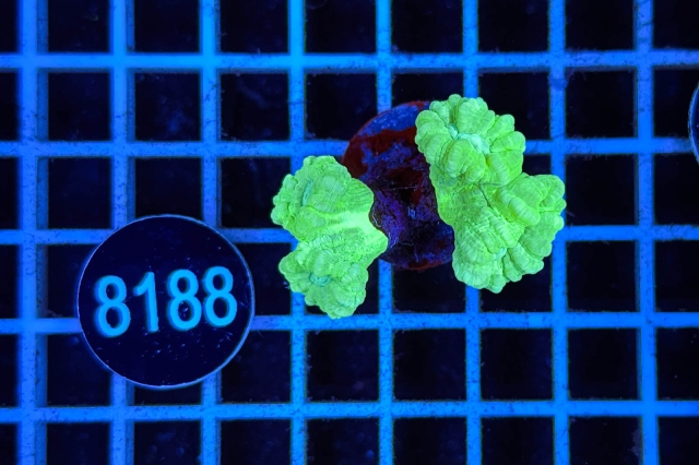 Caulastrea - 8188_20