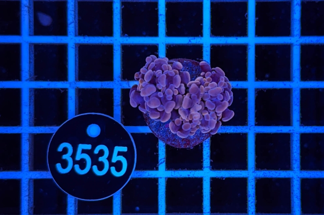 Euphyllia paraancora - 3535_20