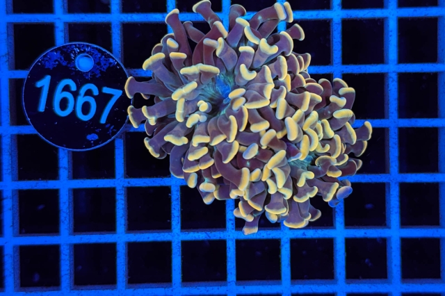 Euphyllia paraancora - 1667_20