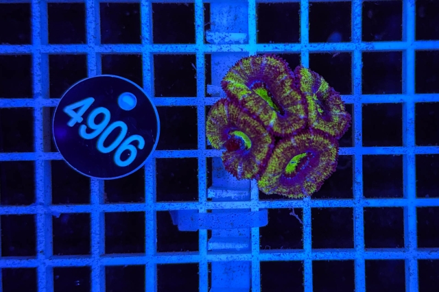 Acanthastrea lordhowensis - 4906_20