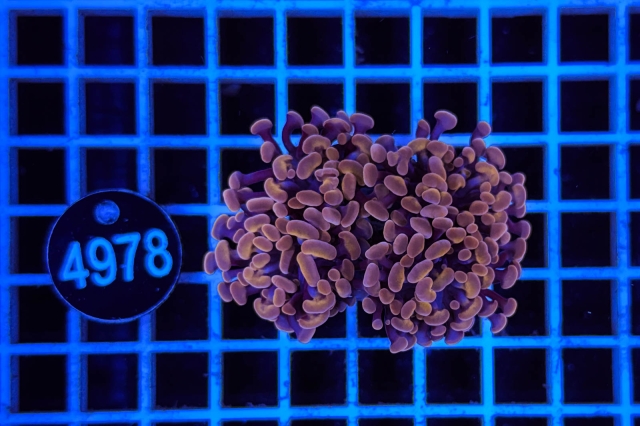 Euphyllia paraancora