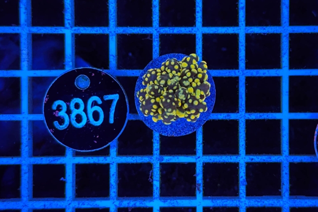 Euphyllia paradivisa - 3867_20