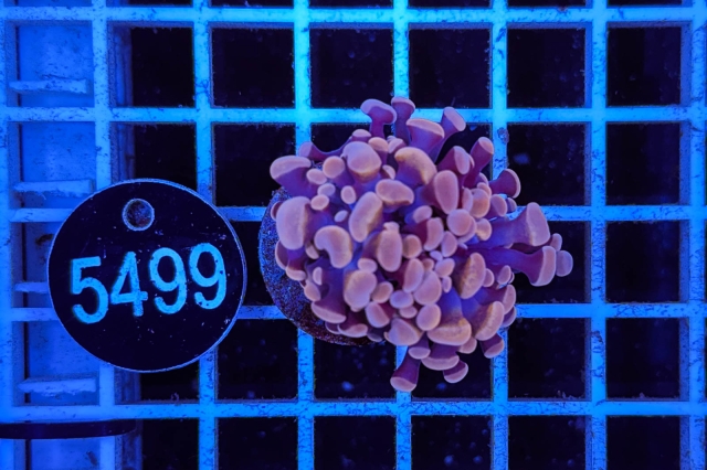 Euphyllia paraancora - 5499_20