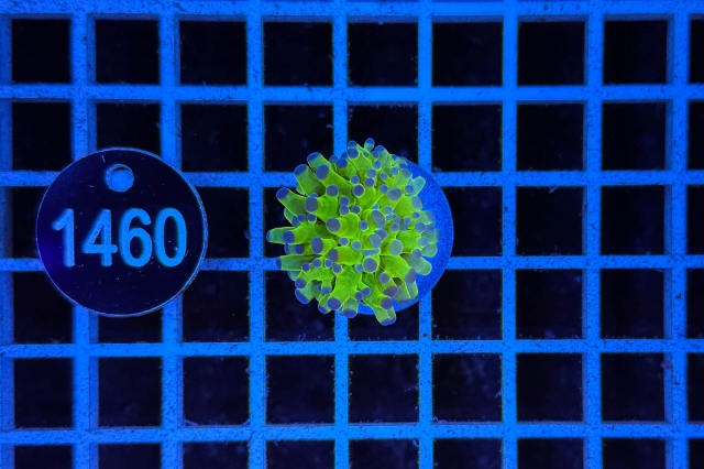 Euphyllia paradivisa - 1460_20