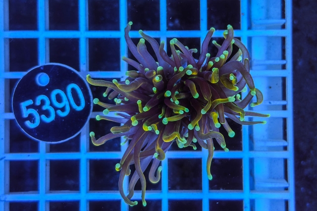 Euphyllia glabrescens