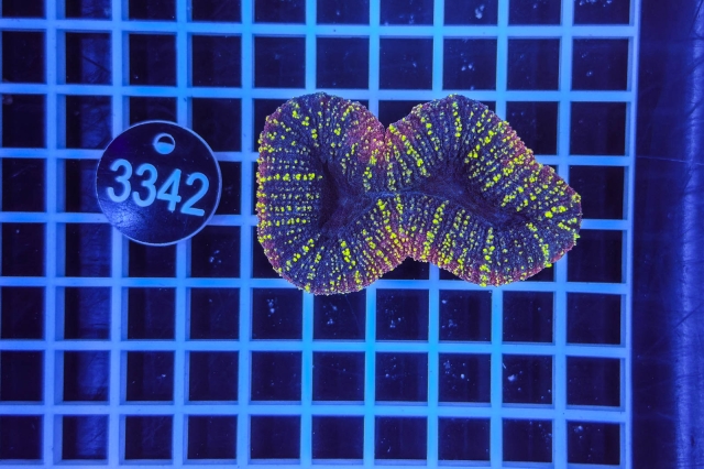 Lobophyllia - 3342_23