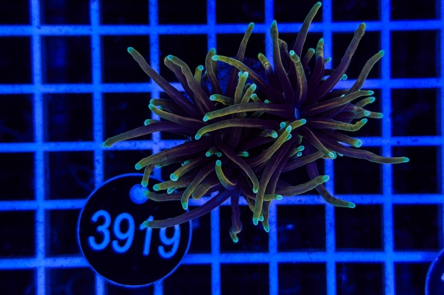 Euphyllia glabrescens