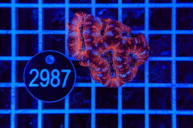 Acanthastrea lordhowensis