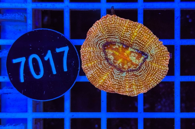 Acanthastrea bowerbanki