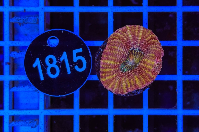 Acanthastrea bowerbanki