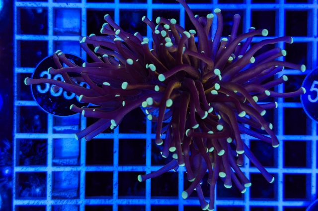 Euphyllia glabrescens