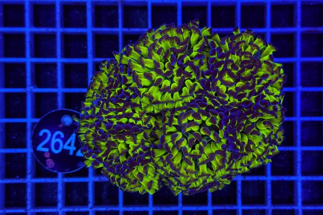 Euphyllia paraancora