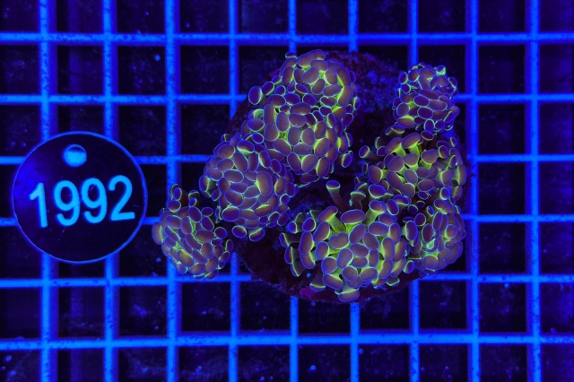 Euphyllia paraancora