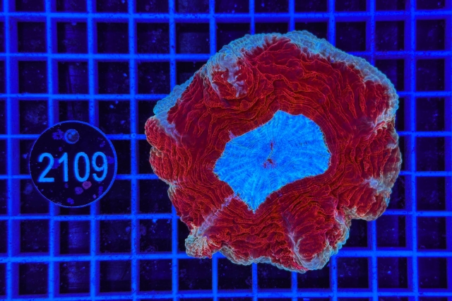 Scolymia/Acanthophyllia