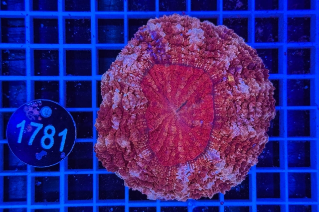 Scolymia/Acanthophyllia