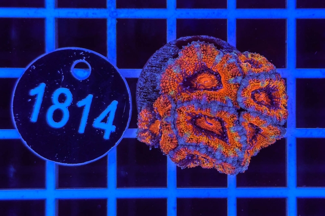 Acanthastrea lordhowensis Rainbow