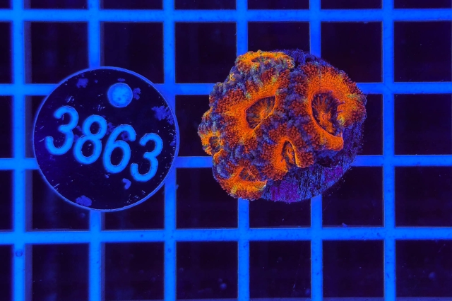 Acanthastrea lordhowensis Rainbow