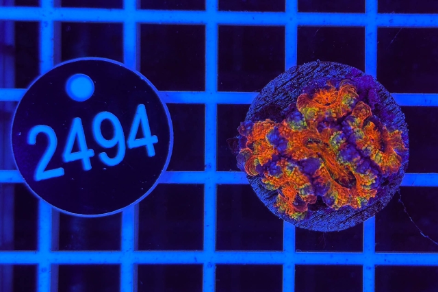 Acanthastrea lordhowensis Rainbow