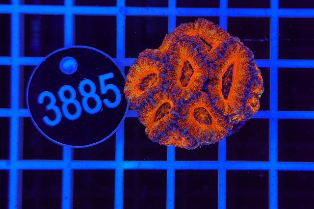 Acanthastrea lordhowensis Rainbow