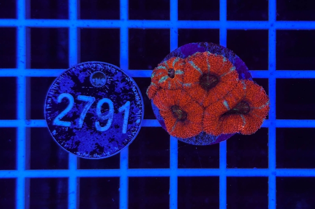 Acanthastrea lordhowensis