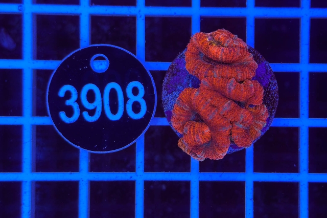 Acanthastrea lordhowensis