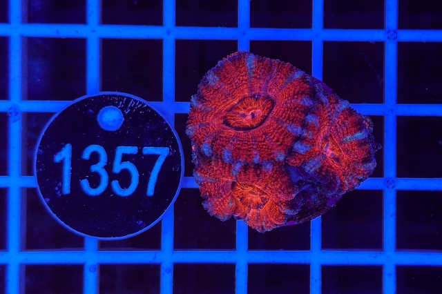 Acanthastrea lordhowensis