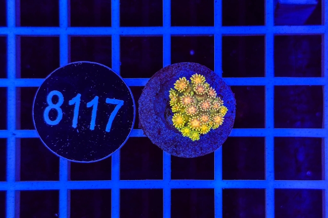 Goniopora Rainbow - 8117_23