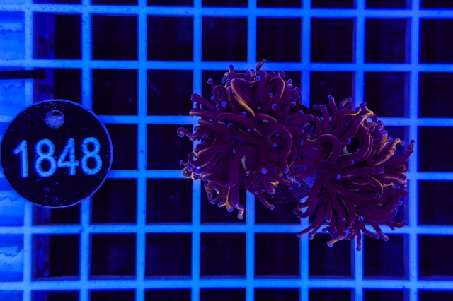 Euphyllia glabrescens - 1848_23