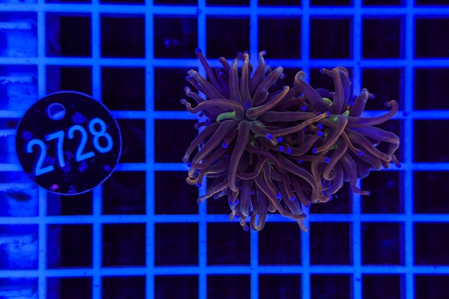 Euphyllia glabrescens