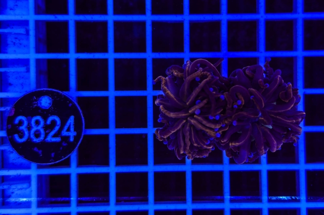 Euphyllia glabrescens