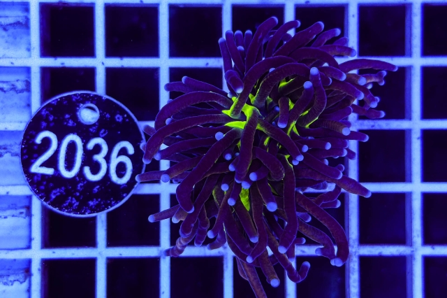 Euphyllia glabrescens