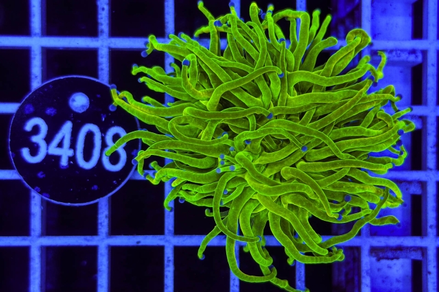 Euphyllia glabrescens Holy Grail