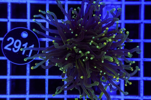 Euphyllia glabrescens