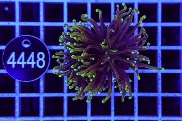 Euphyllia glabrescens - 4448_20