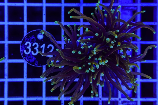 Euphyllia glabrescens