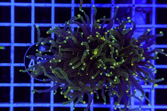 Euphyllia glabrescens - 4998_20